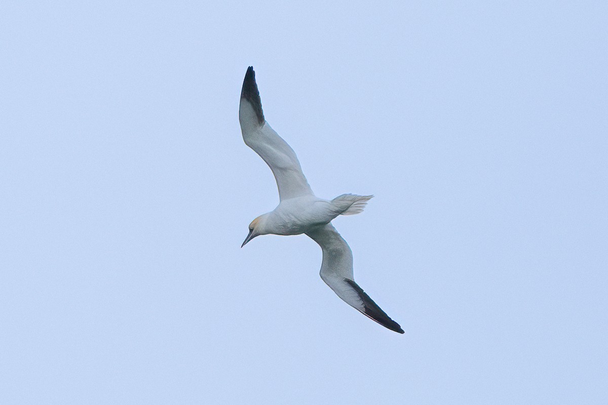 Northern Gannet - ML615648860