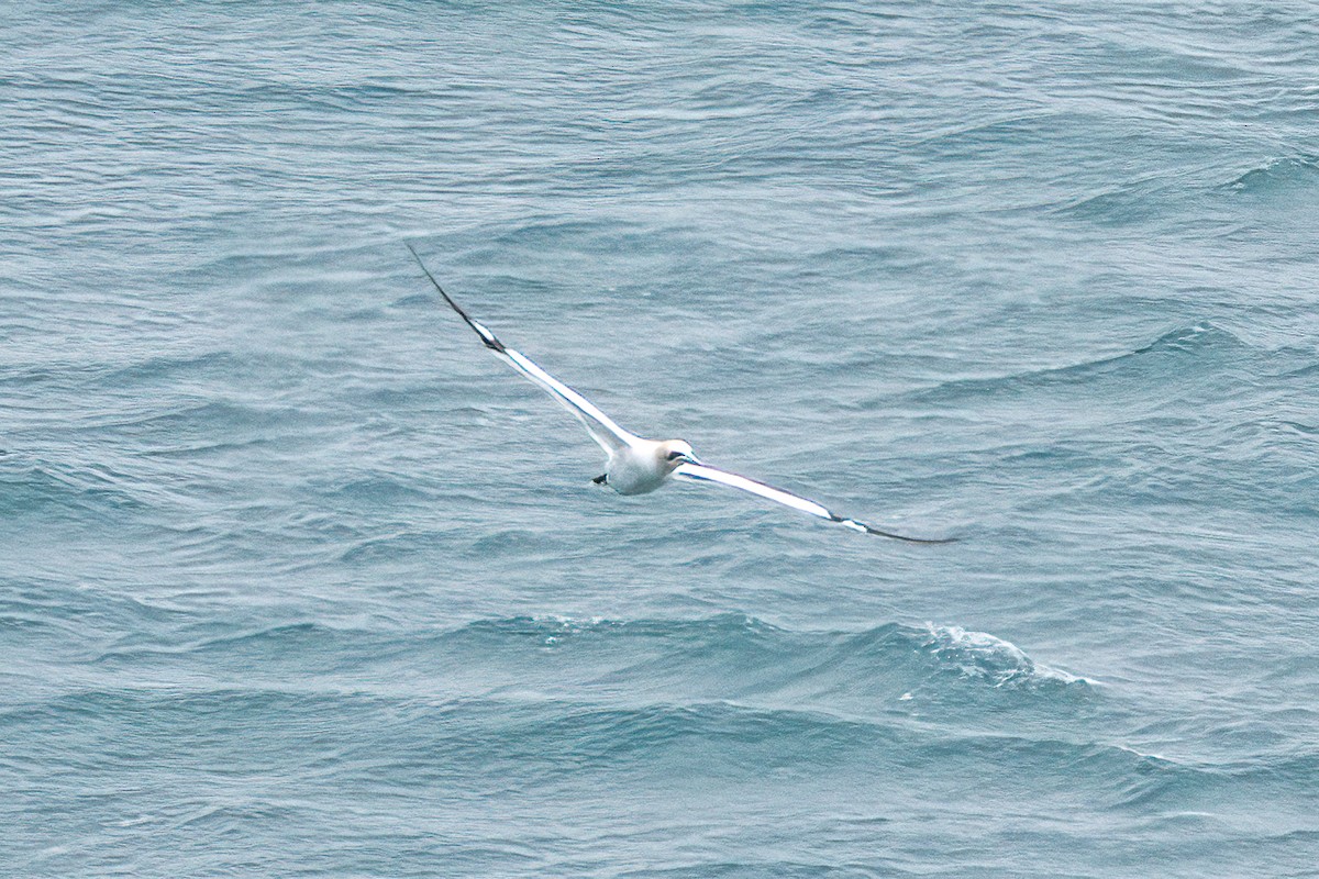 Northern Gannet - ML615648861