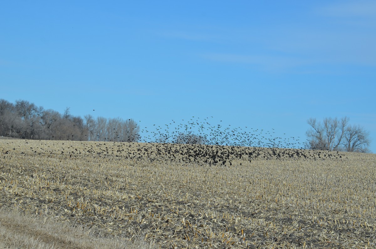 Red-winged Blackbird - ML615648890