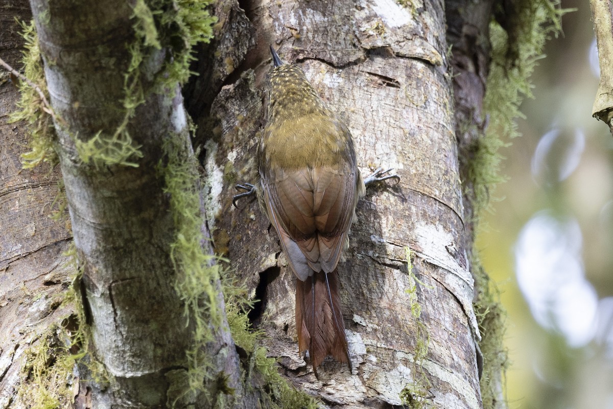 Olive-backed Woodcreeper - ML615648926