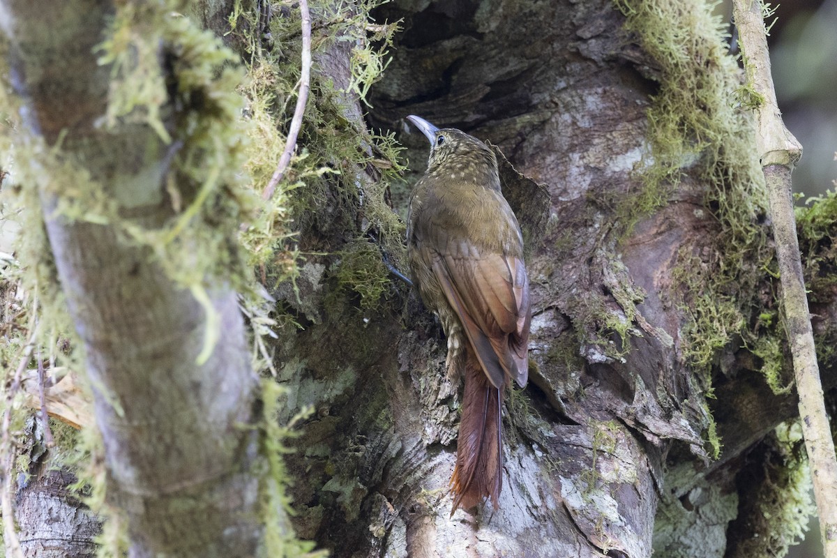 Olive-backed Woodcreeper - ML615648927