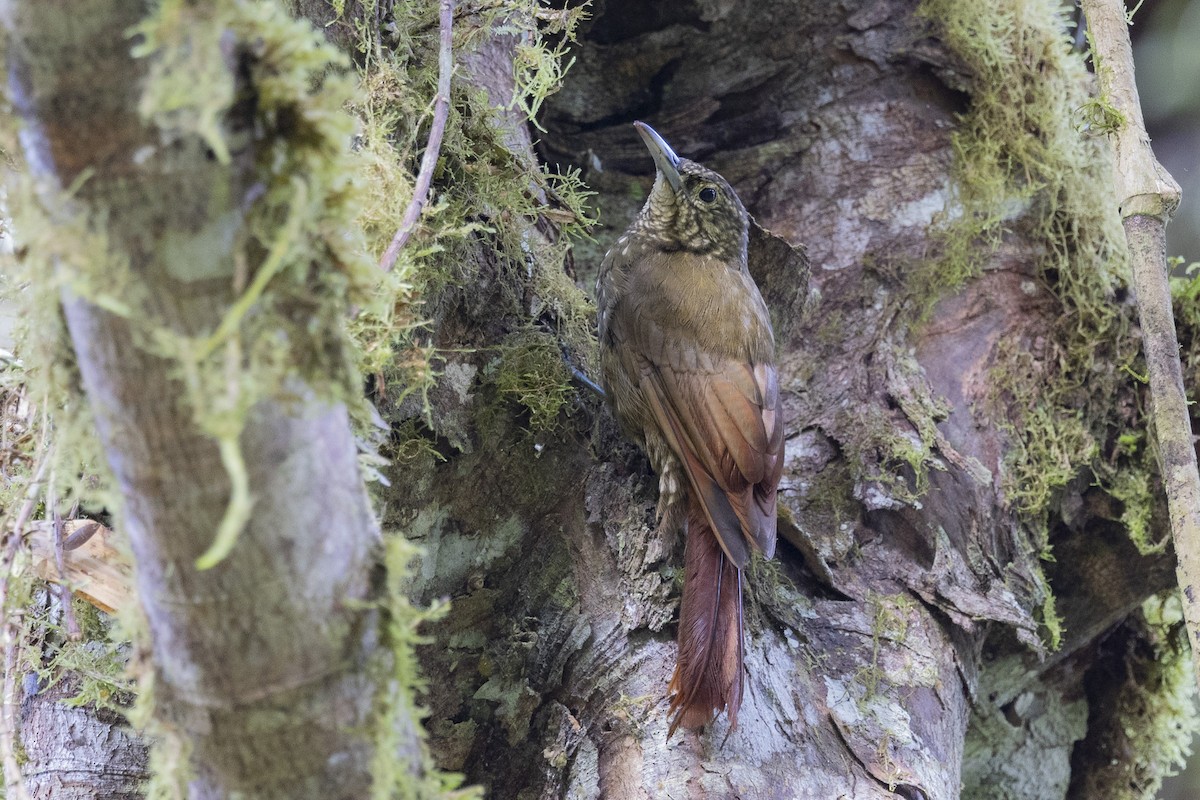 Olive-backed Woodcreeper - ML615648929