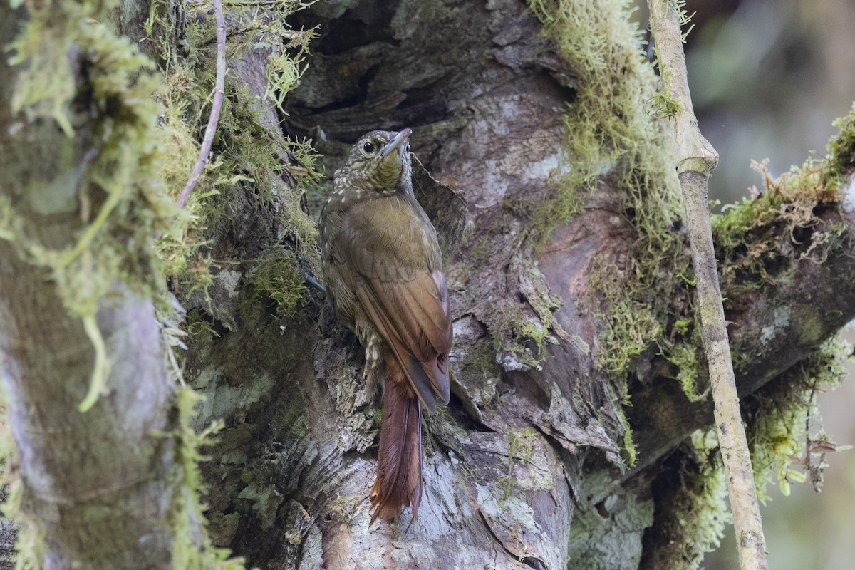 Olive-backed Woodcreeper - ML615648930