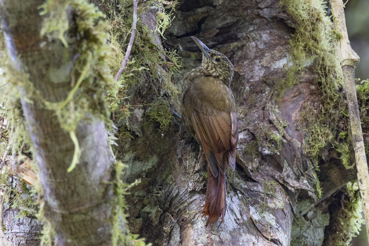 Olive-backed Woodcreeper - ML615648931