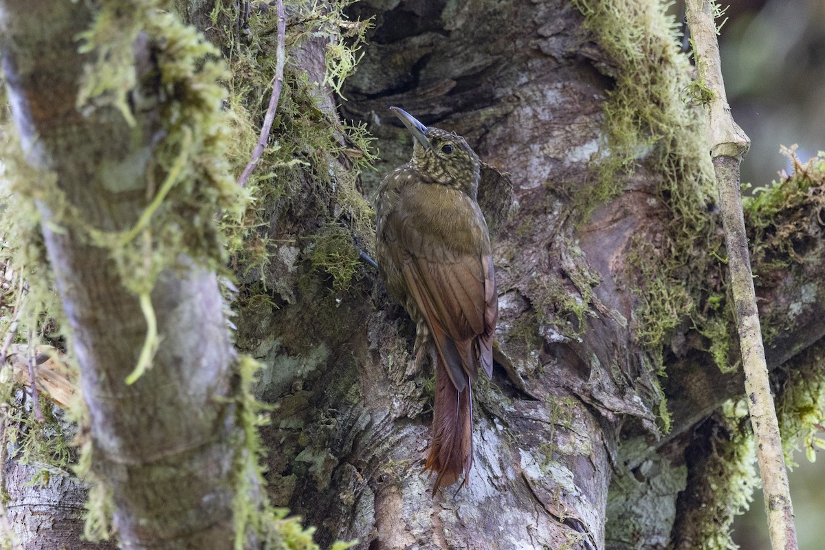 Olive-backed Woodcreeper - ML615648934
