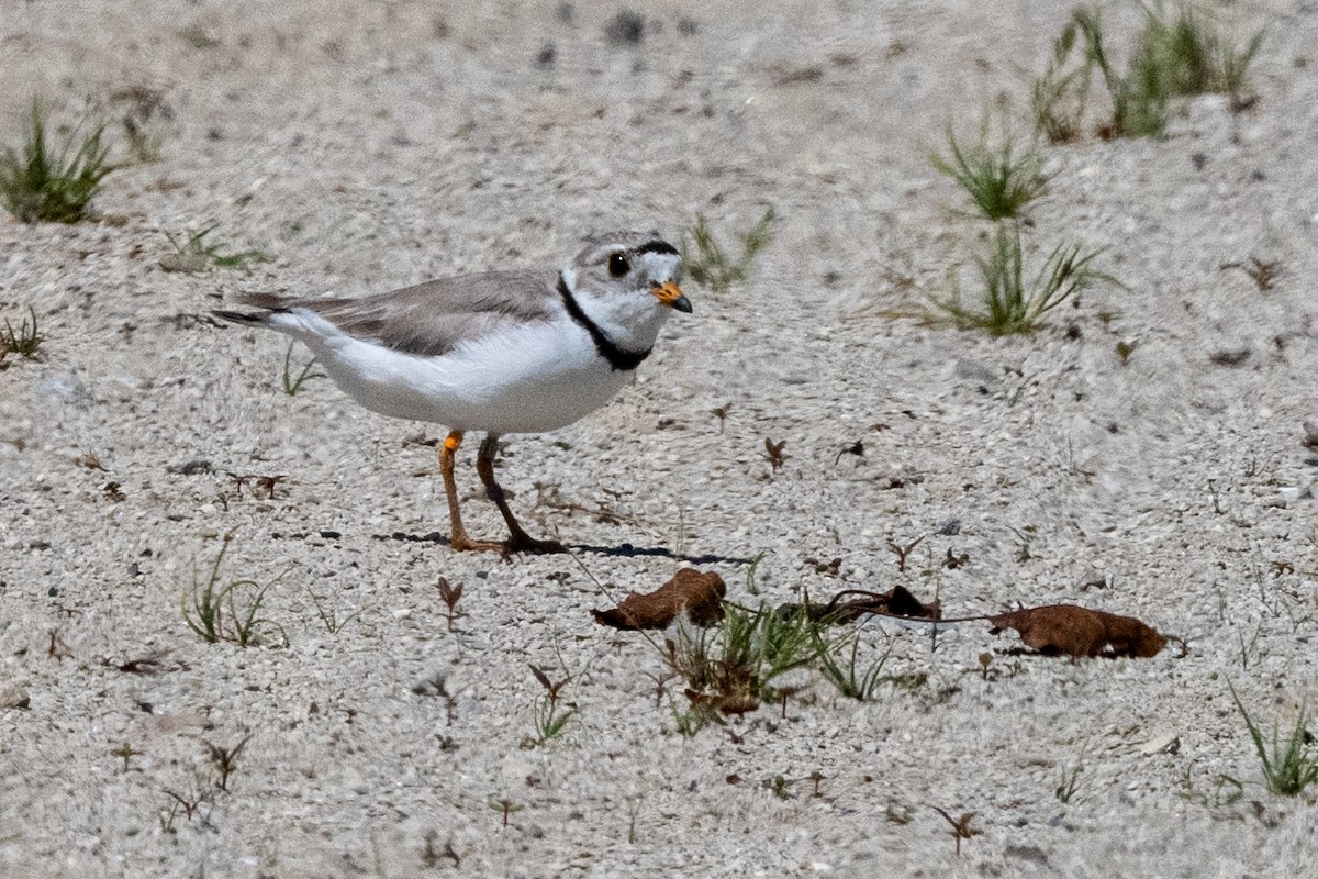 Piping Plover - Nadine Bluemel