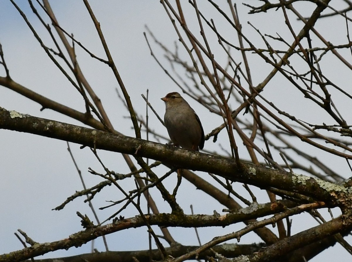 White-crowned Sparrow - Brian Kenney