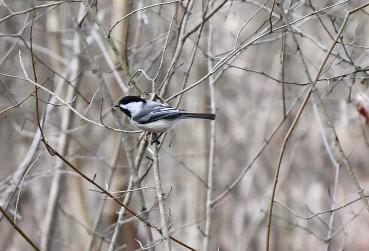 Black-capped Chickadee - Brian Kenney