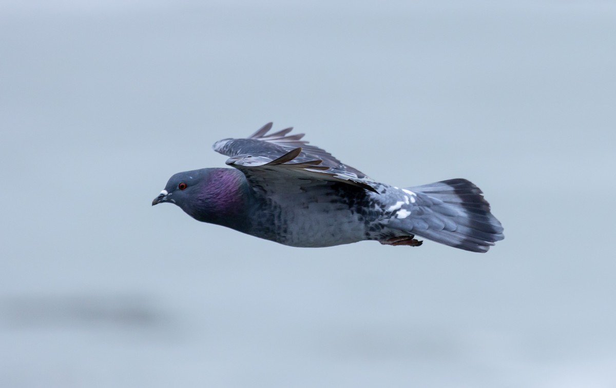 Rock Pigeon (Feral Pigeon) - Jean Crépeau
