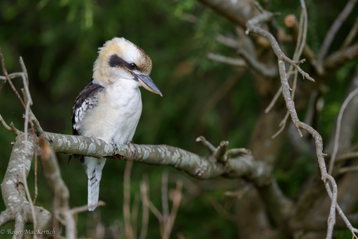 Laughing Kookaburra - ML615649007