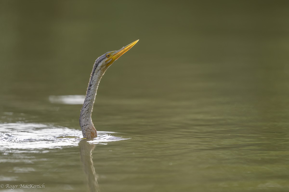 Australasian Darter - ML615649059