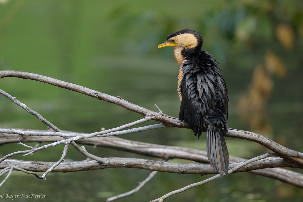 Little Pied Cormorant - ML615649071