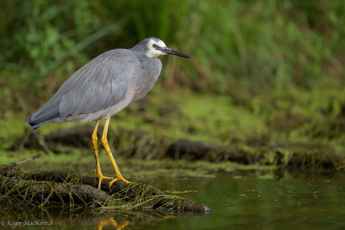 White-faced Heron - ML615649085