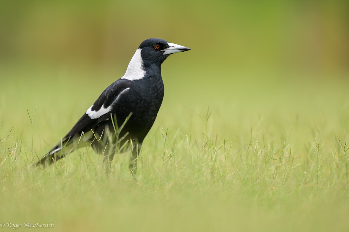 Australian Magpie - ML615649094