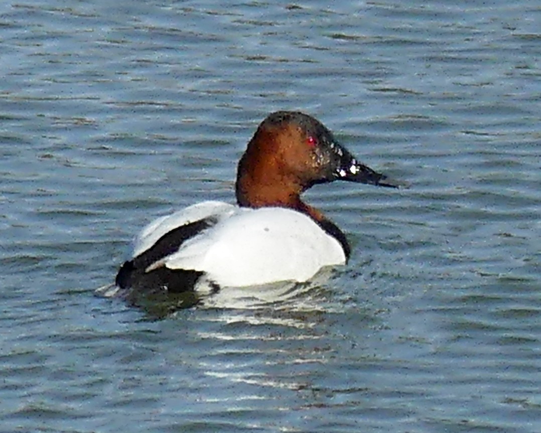 Canvasback - ML615649125