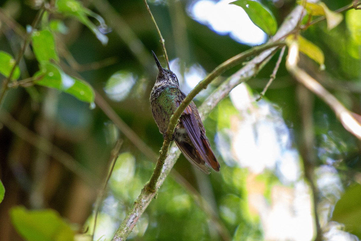 kolibřík brazilský - ML615649143