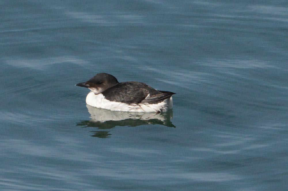 Guillemot de Brünnich - ML615649158