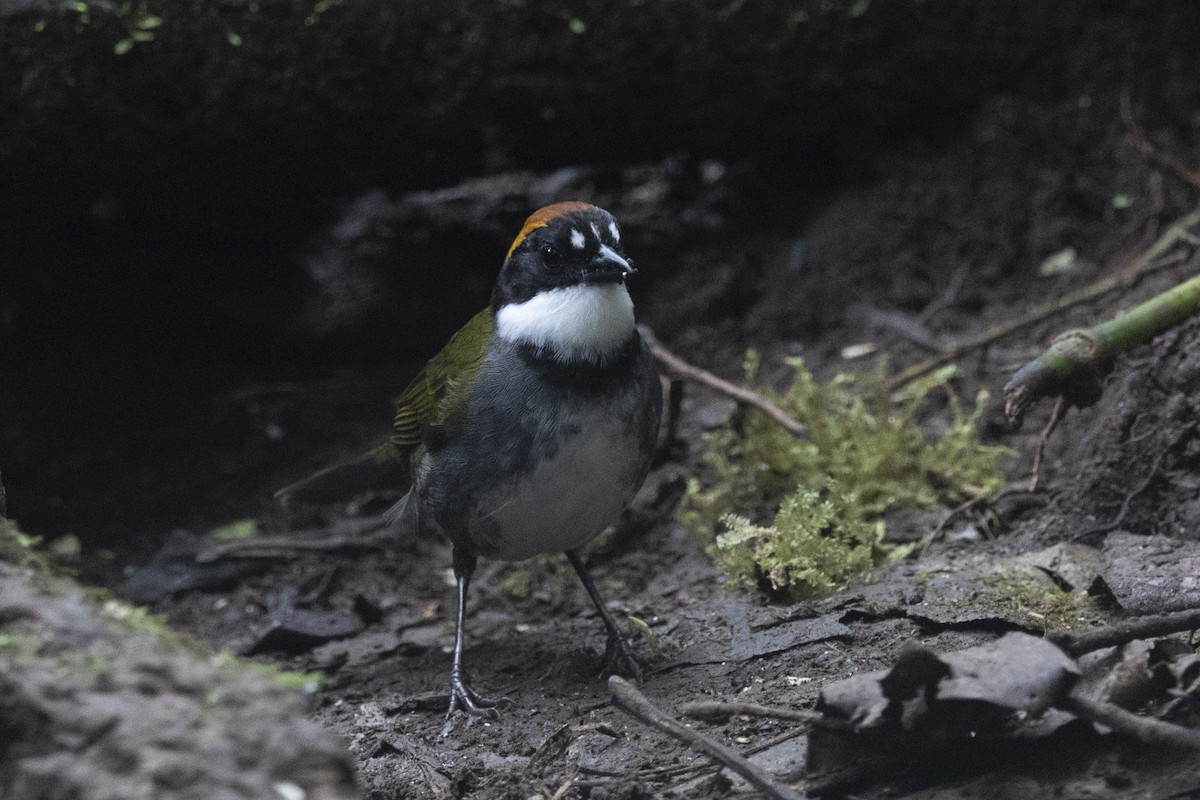 Chestnut-capped Brushfinch - ML615649165
