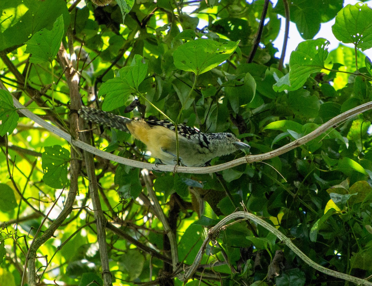 Spot-backed Antshrike - ML615649168