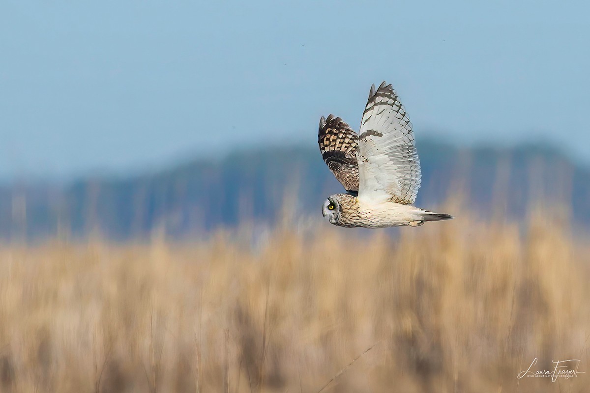 Short-eared Owl - ML615649184