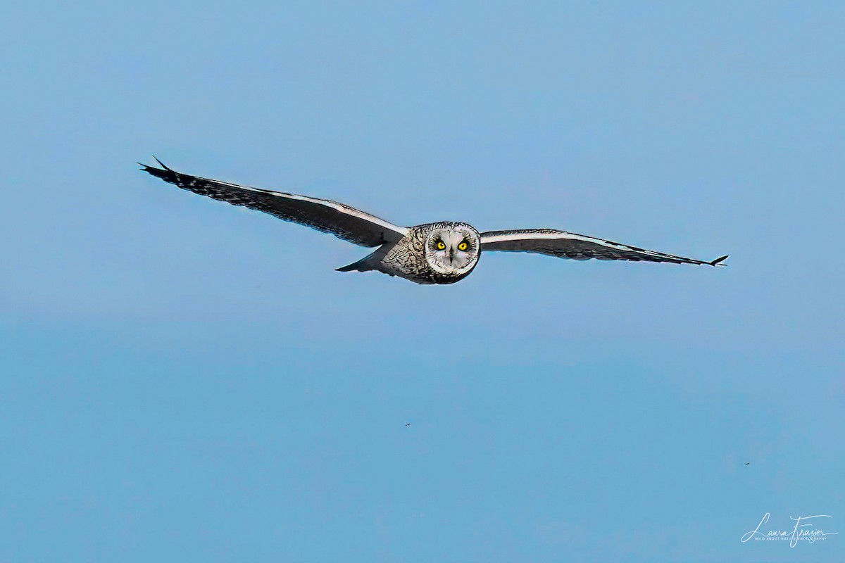 Short-eared Owl - ML615649186