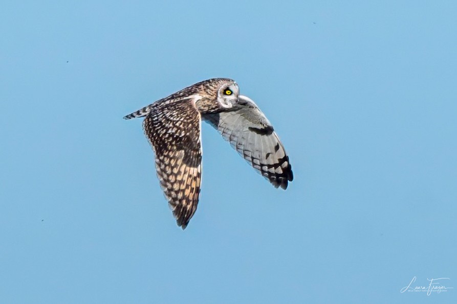 Short-eared Owl - ML615649188