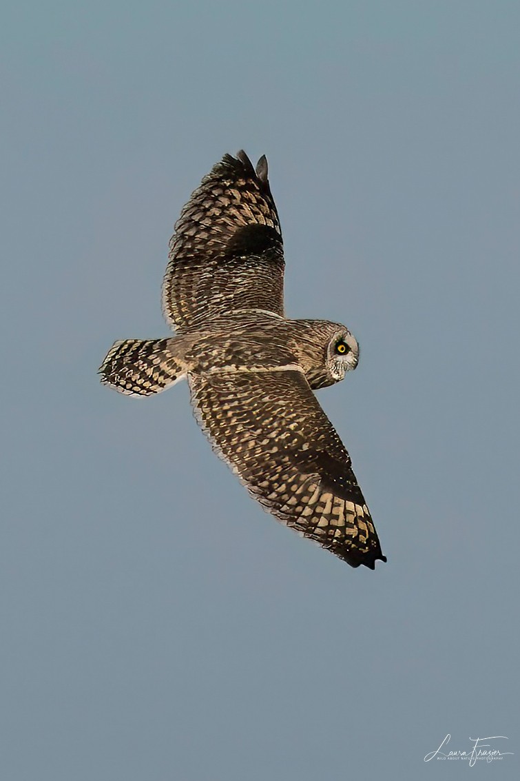 Short-eared Owl - ML615649189