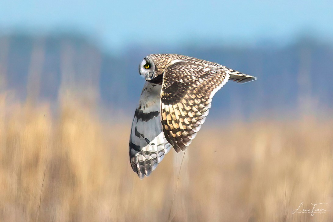 Short-eared Owl - LAURA FRAZIER