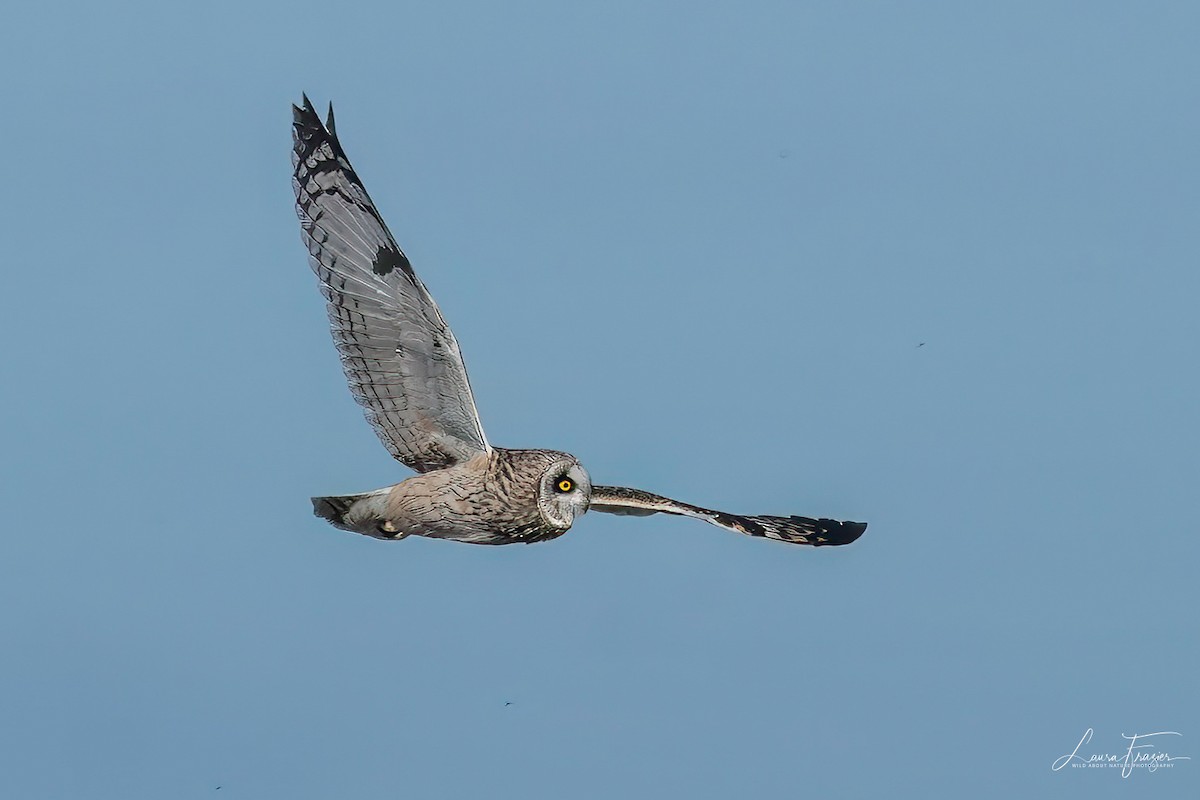 Short-eared Owl - ML615649191