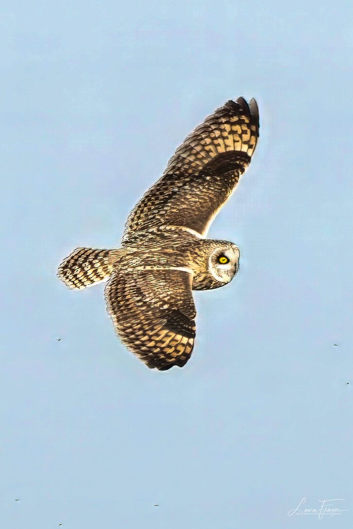 Short-eared Owl - ML615649192