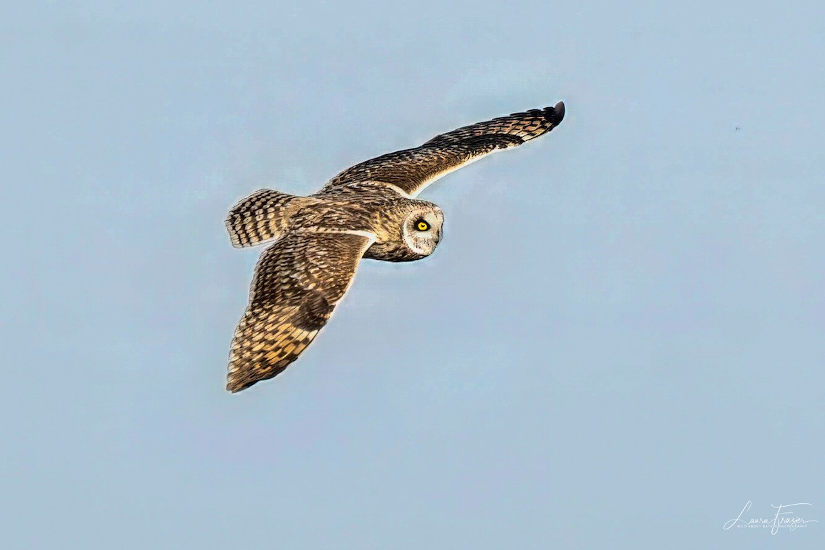 Short-eared Owl - ML615649193