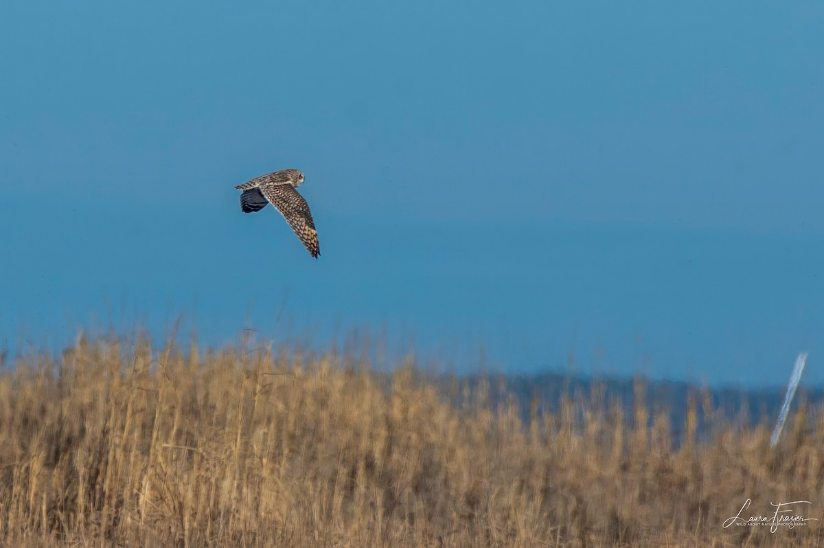 Short-eared Owl - ML615649196