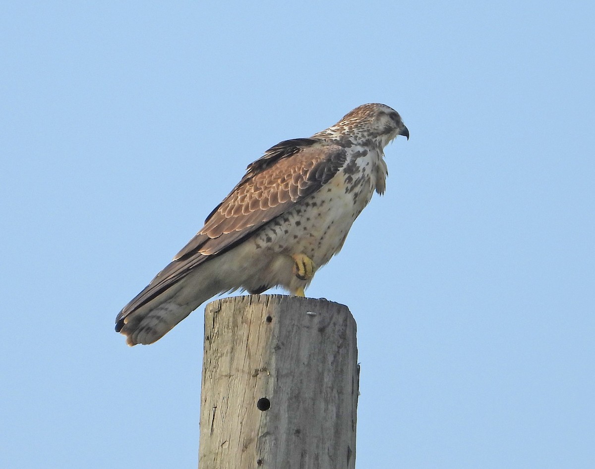 Канюк прерієвий - ML615649258