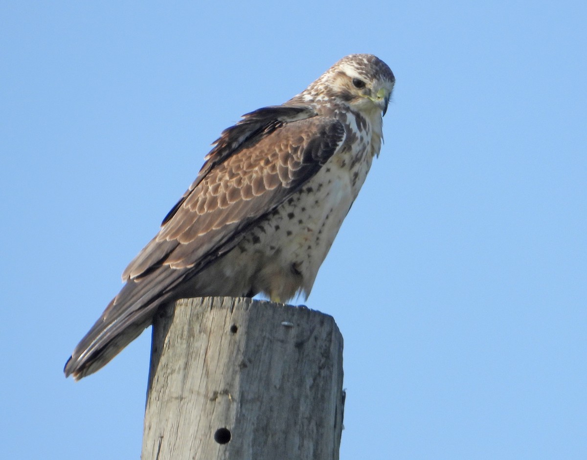 Swainson's Hawk - ML615649259