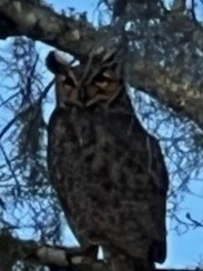 Great Horned Owl - ML615649281