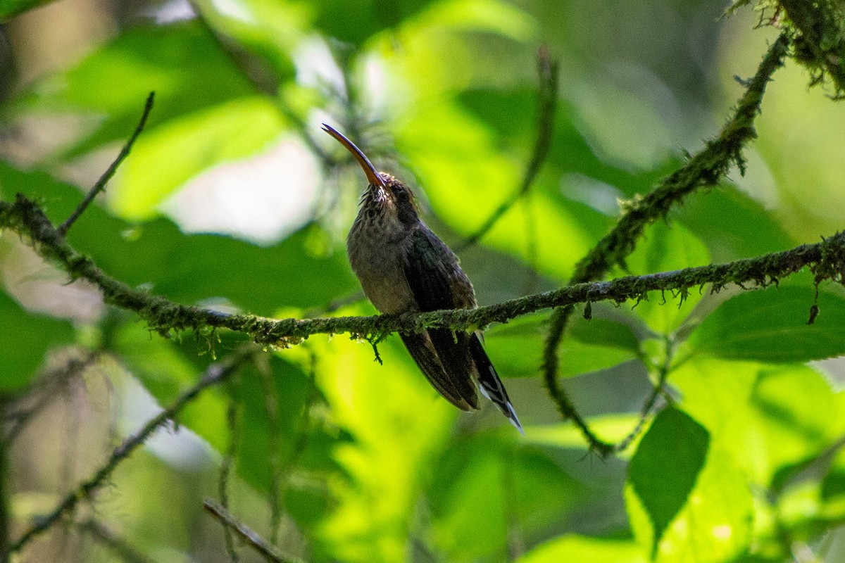 kolibřík šupinkohrdlý - ML615649300