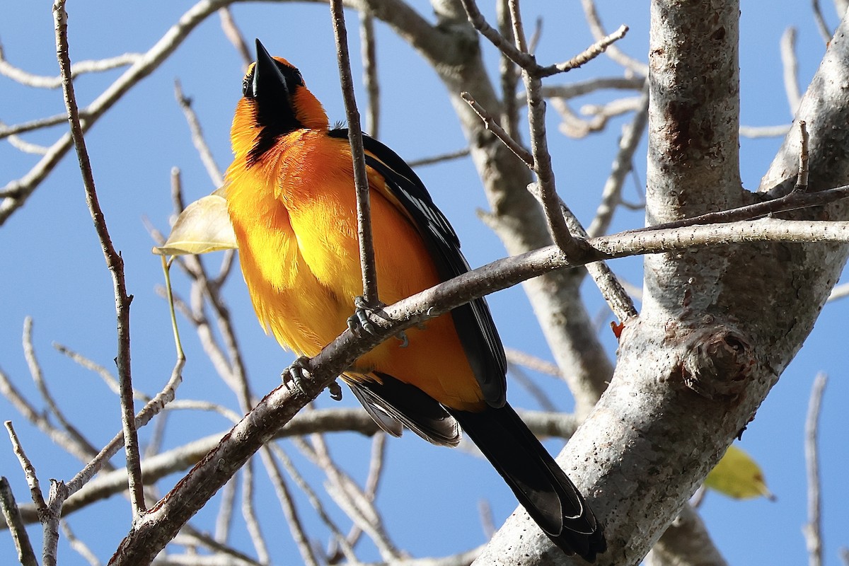 Oriole à gros bec - ML615649358