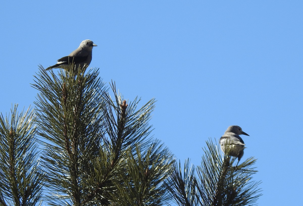 Clark's Nutcracker - ML615649428