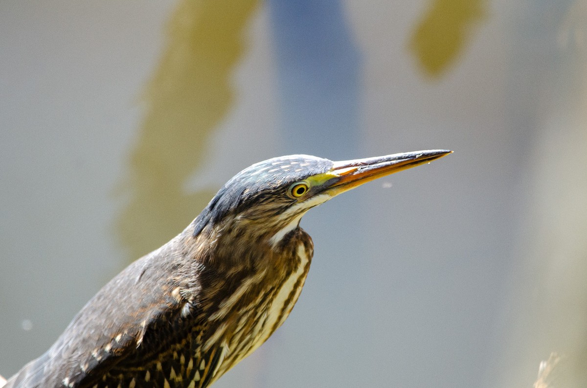 Striated Heron - ML615649431