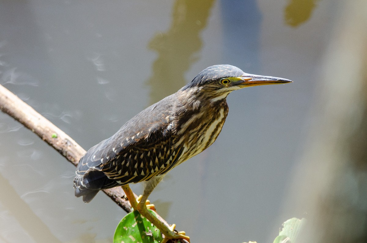 Striated Heron - Francisco Gambino