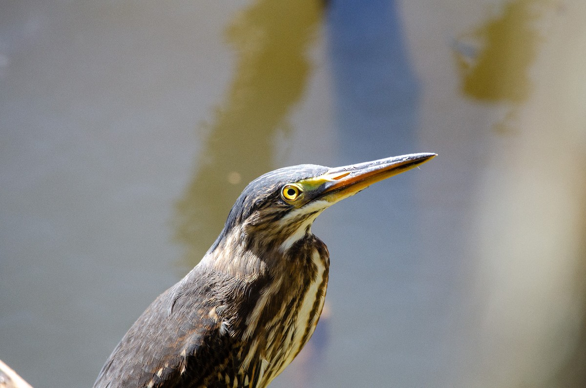 Striated Heron - ML615649433