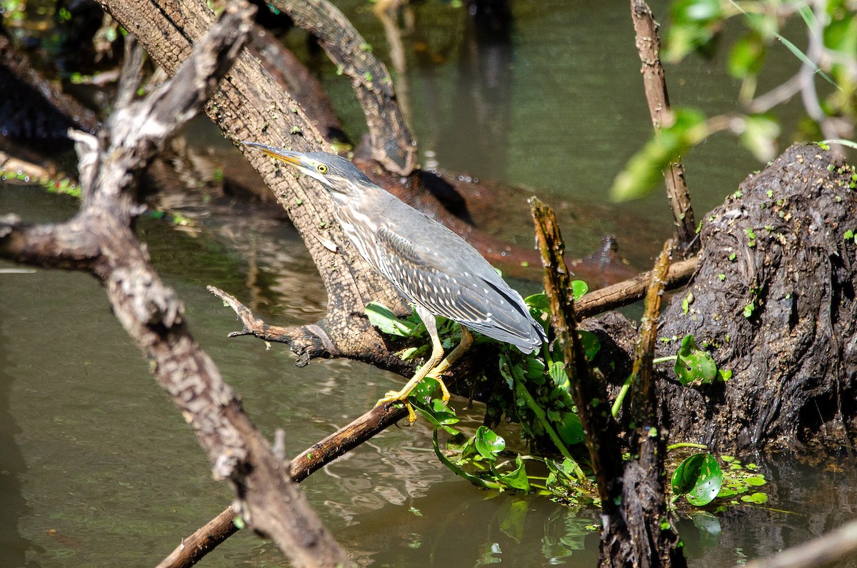 Striated Heron - Francisco Gambino