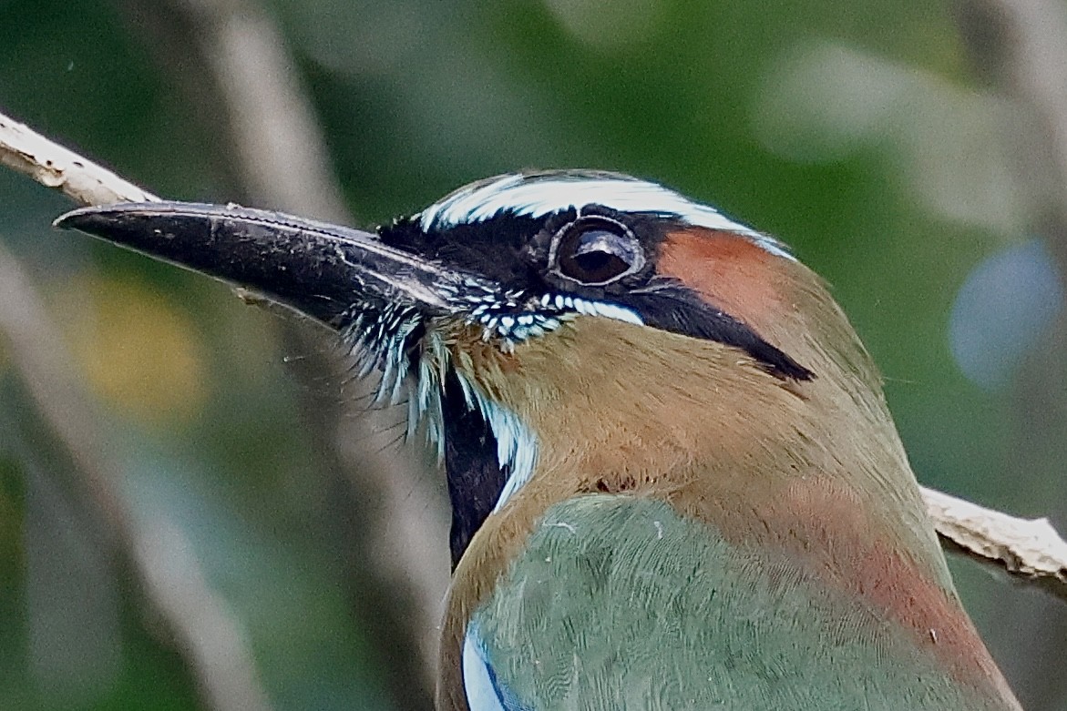 Motmot à sourcils bleus - ML615649607