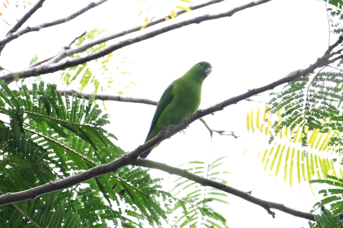 Папужець-віхтьохвіст зелений - ML615649617