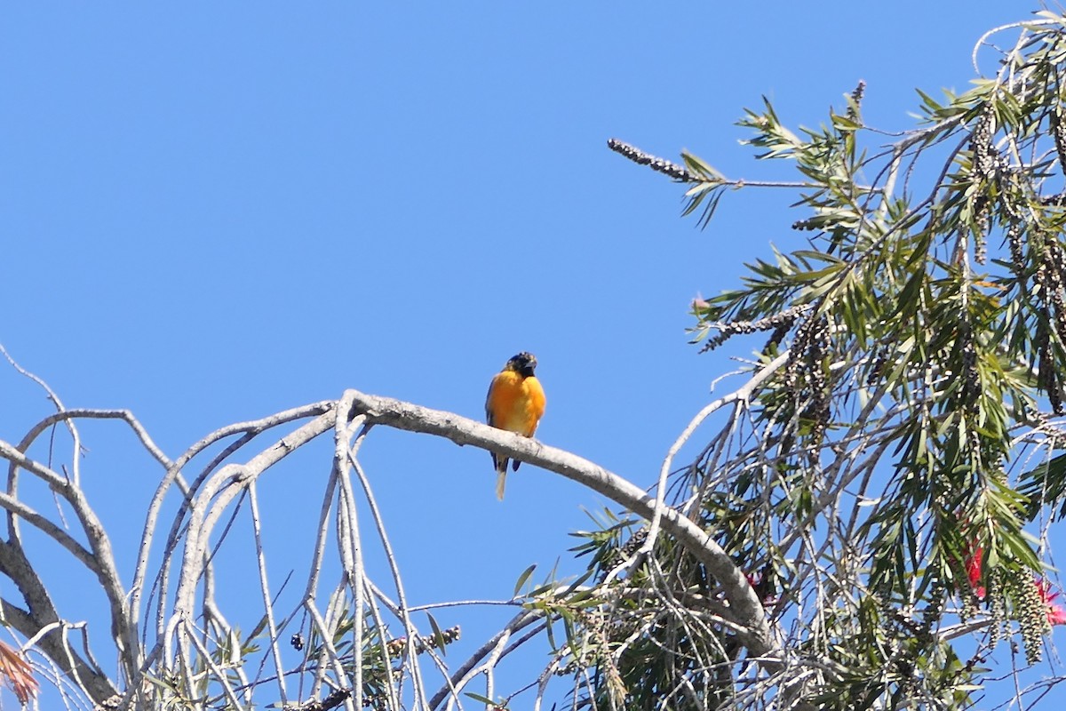 Baltimore Oriole - ML615649640