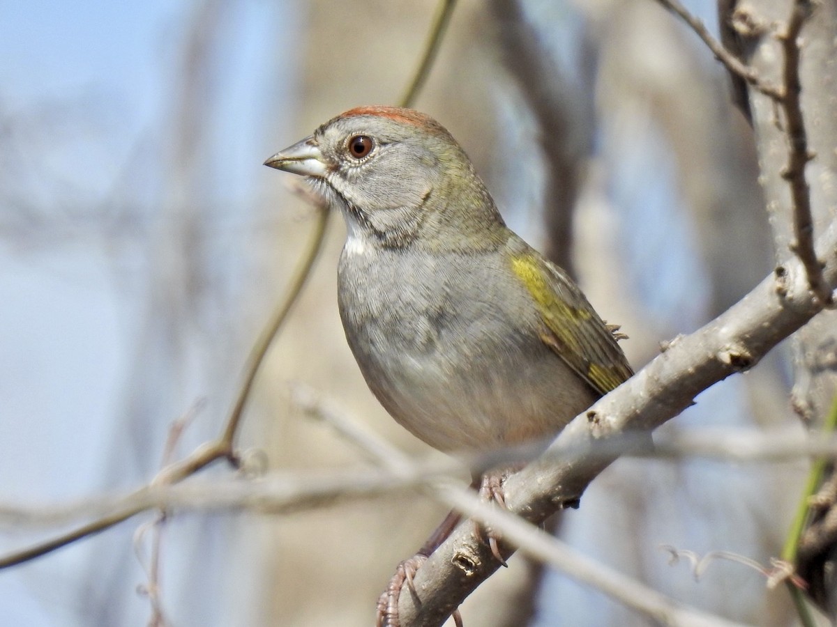 Green-tailed Towhee - Randy James