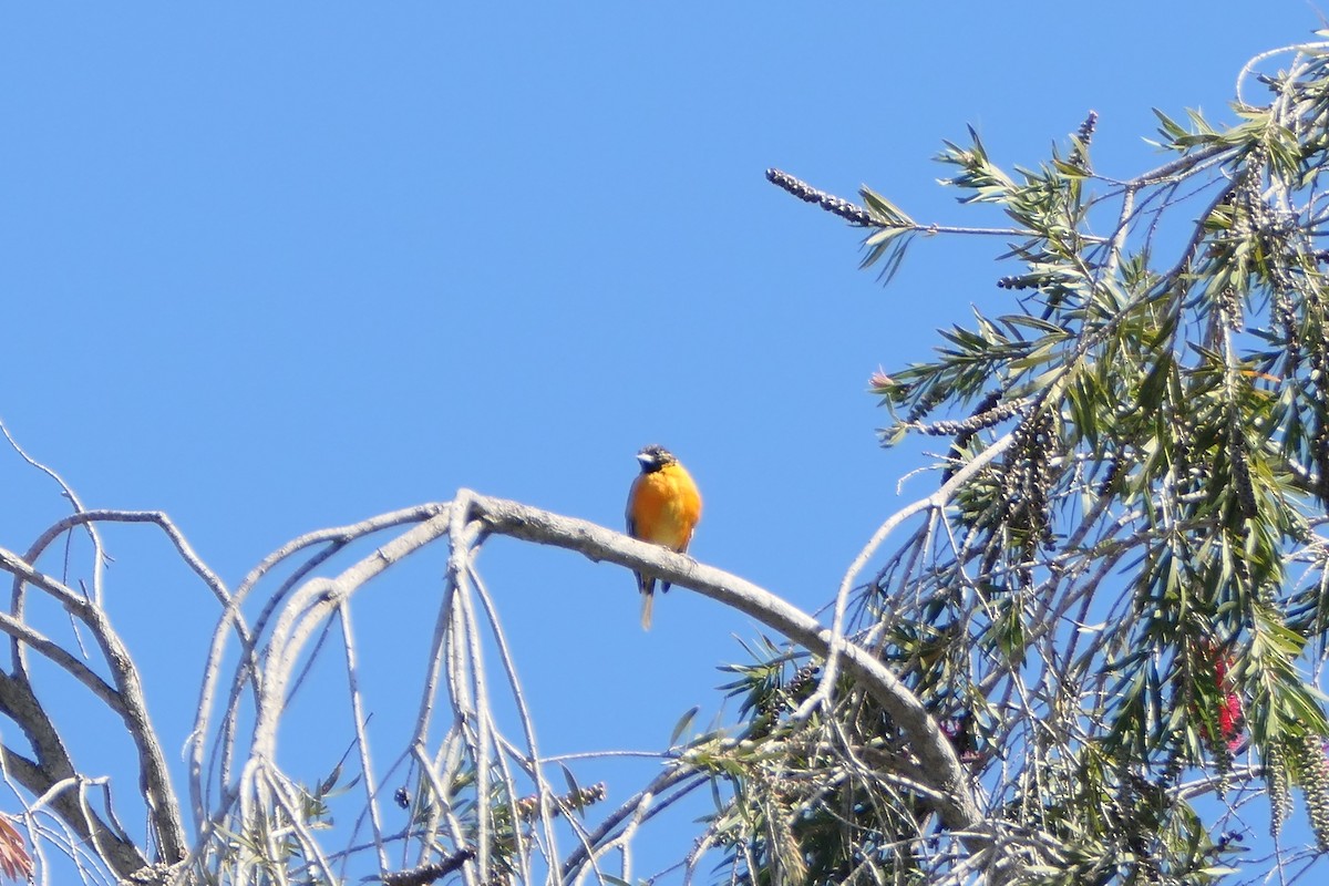 Baltimore Oriole - bonnie henson