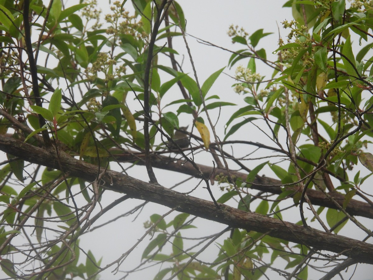 Pinchaflor Flanquiblanco - ML615649687