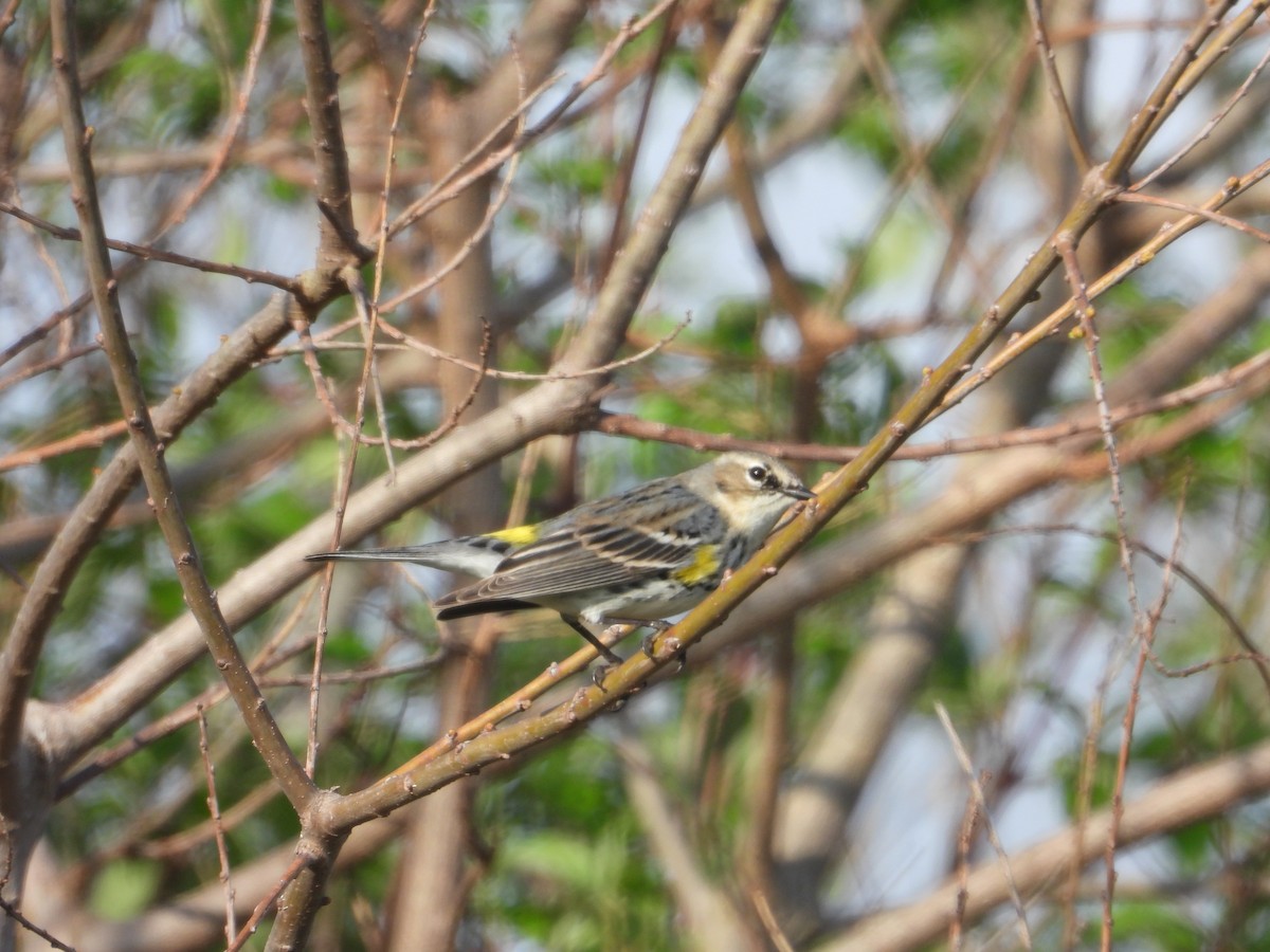Yellow-rumped Warbler (Myrtle) - ML615649703