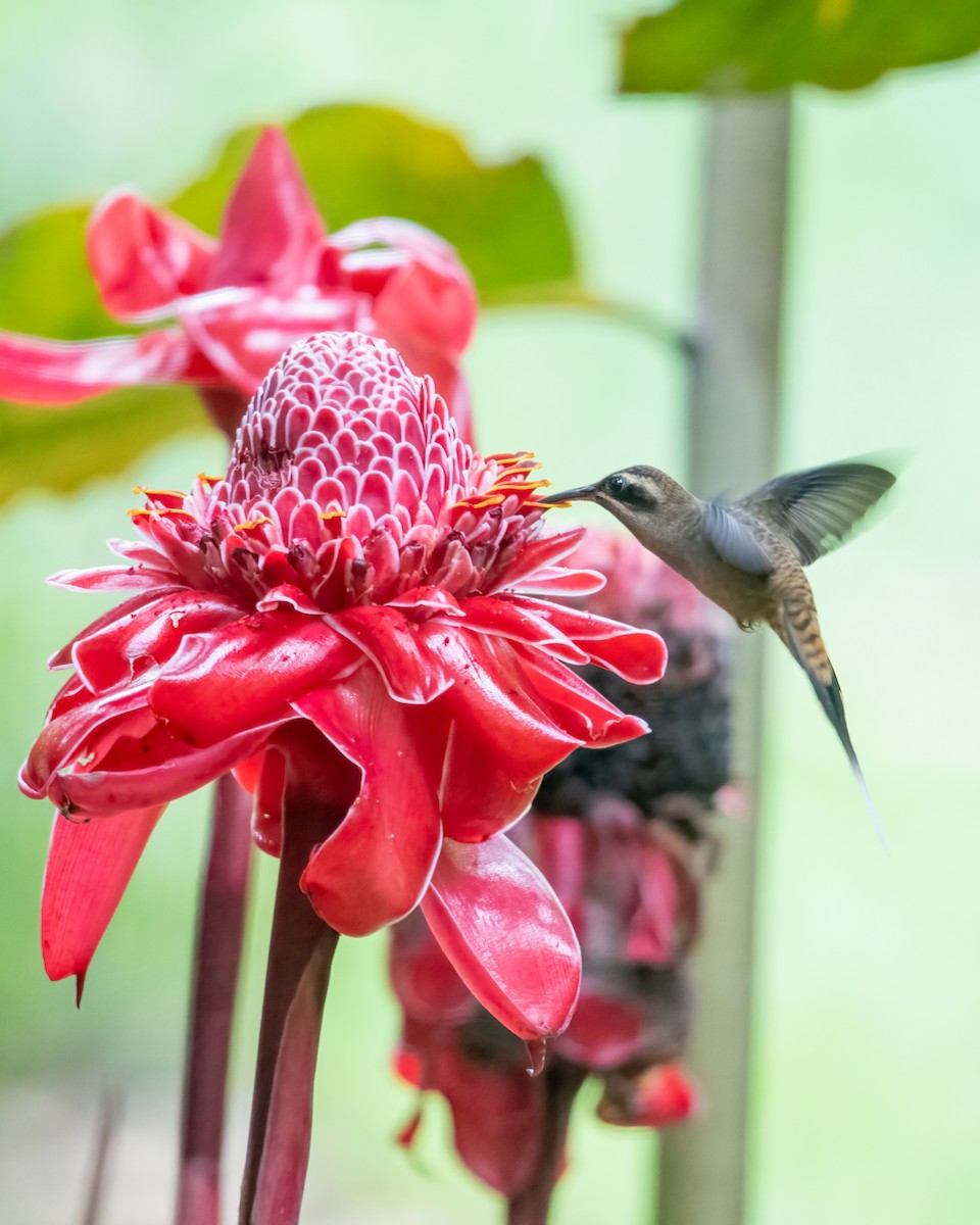 kolibřík tmavolící - ML615649738